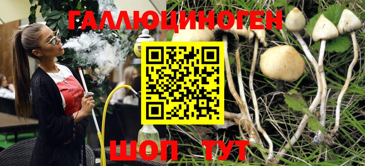 Конаково  Псилоцибиновые грибы Psilocybine cubensis  Вход с VPN  Псилоцибиновые грибы Psilocybe 