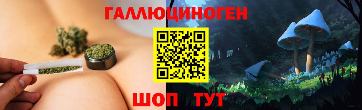Псилоцибиновые грибы Psilocybine cubensis Конаково